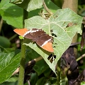 NYMPHALIDAE, Metamorpha epaphus